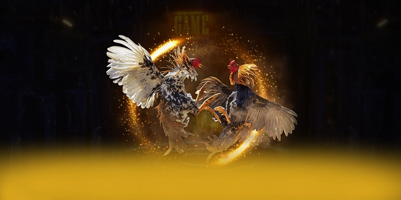 8XBET - Nhà cái cung cấp dịch vụ cá cược toàn diện tại Việt Nam
